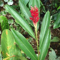 Alpinia purpurata (Vieill.) K.Schum.